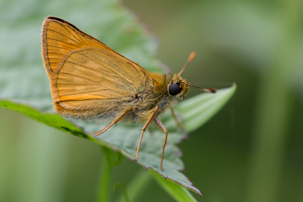 Rostfarbiger Dickkopffalter 3